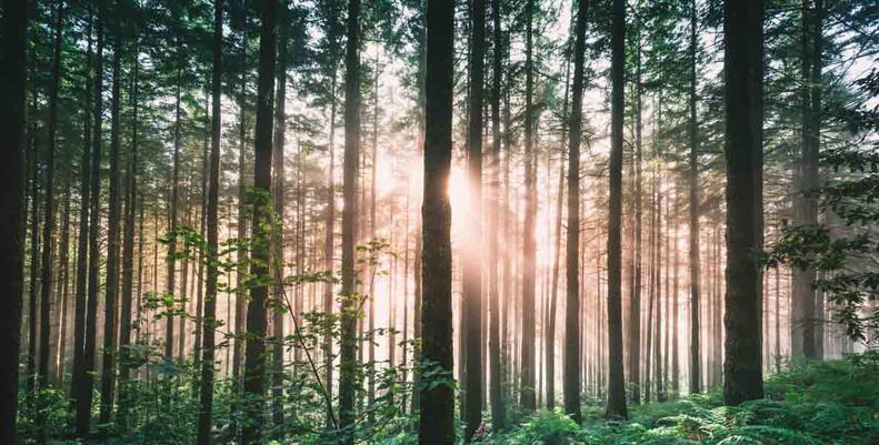 Forest with light